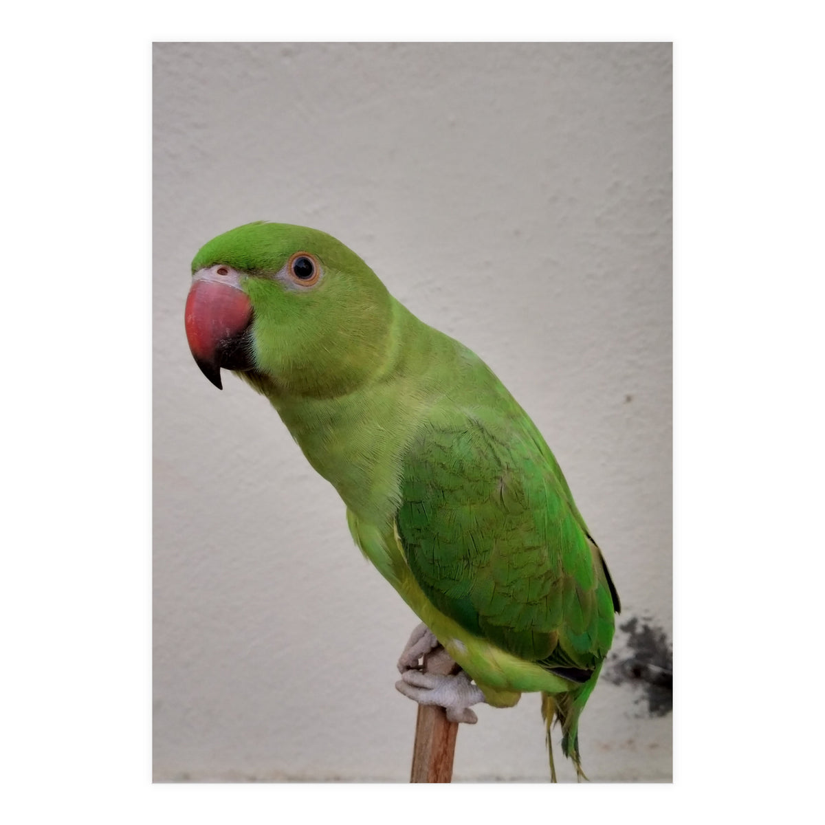 Beautiful Indian Parakeet (Print Only)