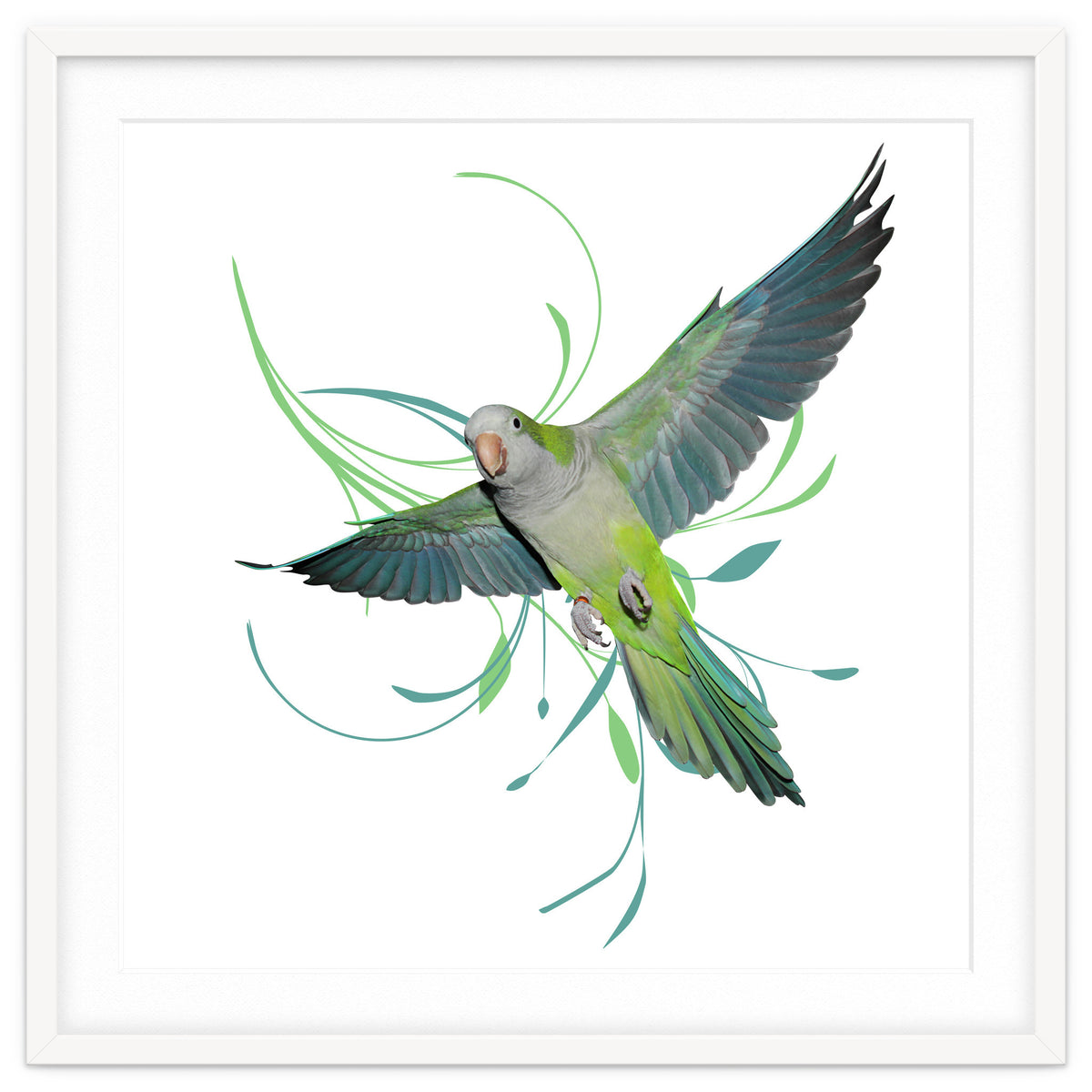 Flying quaker parrot