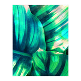 Moksha (Print Only) thumbnail