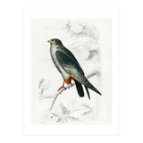Red-footed Falcon illustrated (Print Only) thumbnail