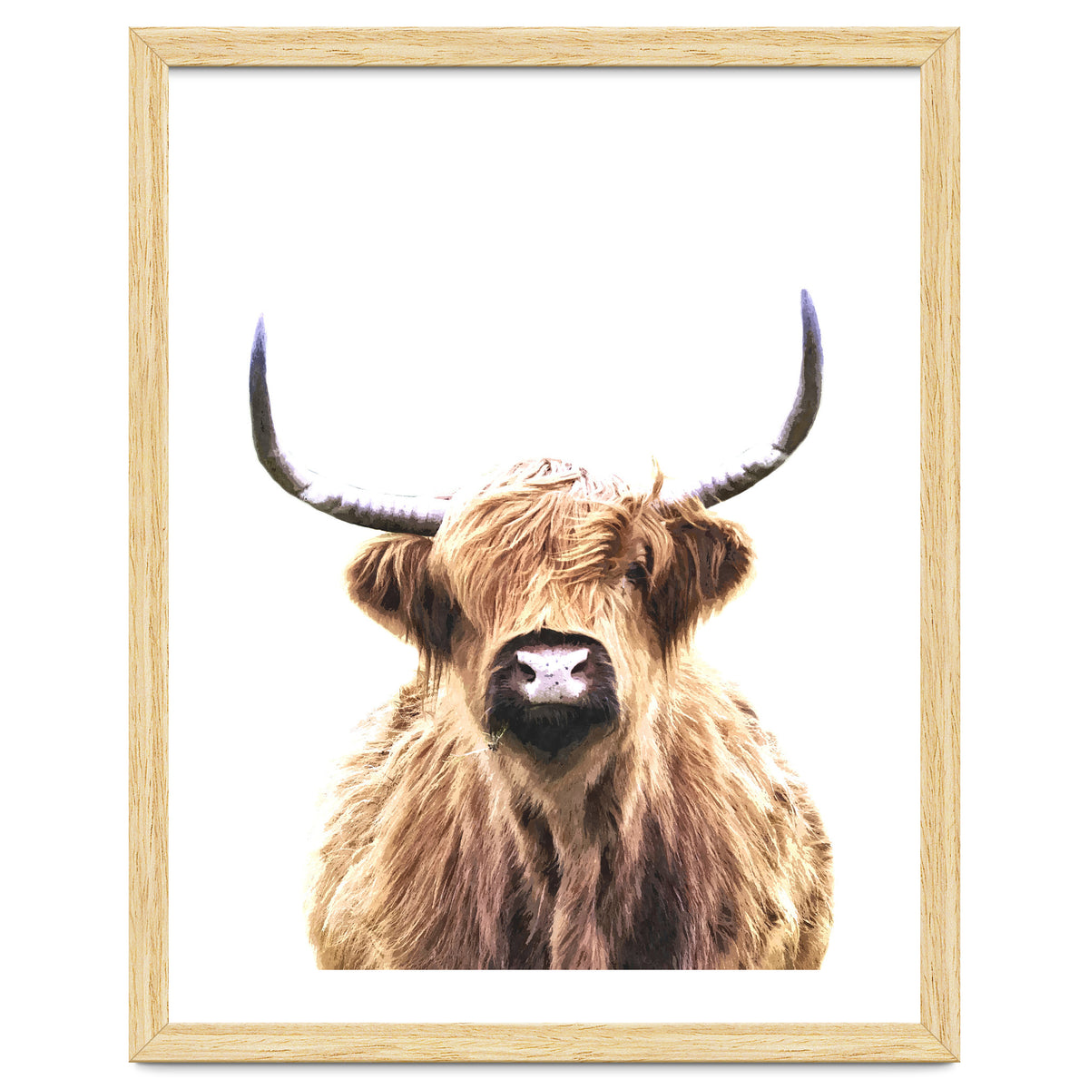 Highland Cow Portrait