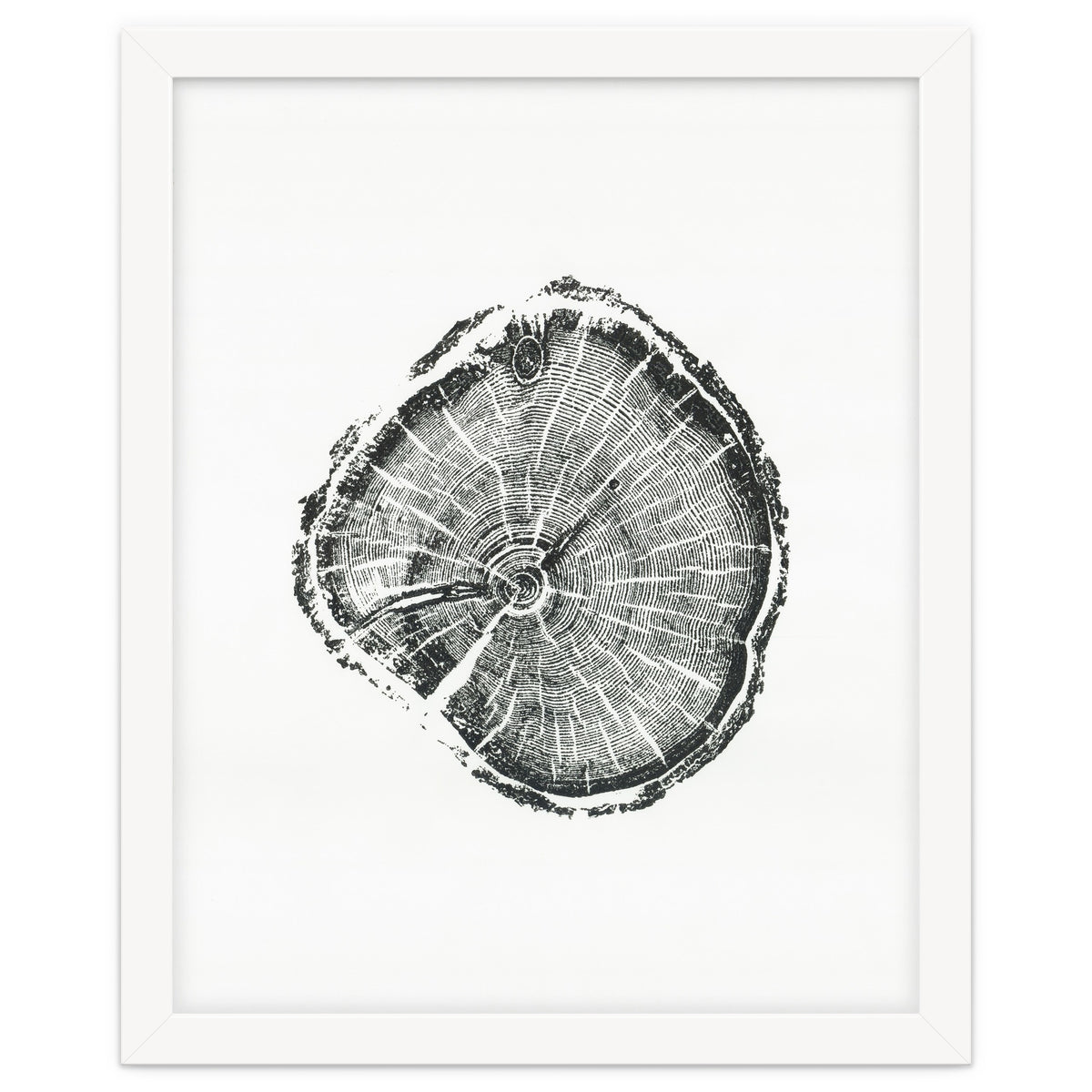 Tree Ring Print, Albion Basin, Utah, Pine Tree Print