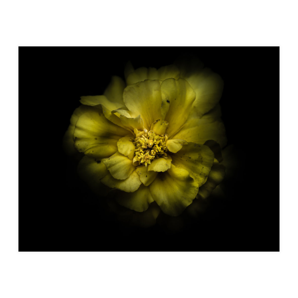 Backyard Flowers No 41 Color Version (Print Only)