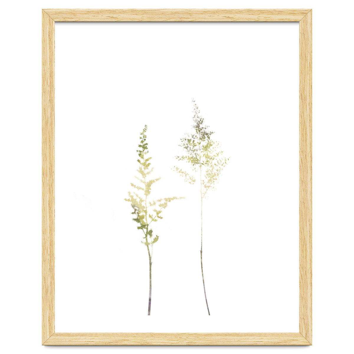 Neutral Astilbe