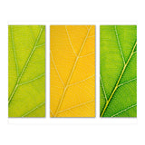 Autumn Leaves (Print Only) thumbnail