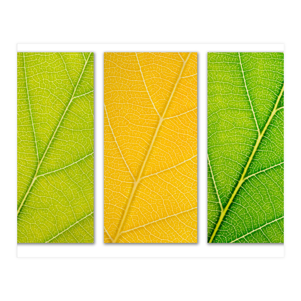 Autumn Leaves (Print Only)