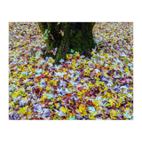 Autumn Leaves (Print Only) thumbnail