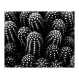 Cactus (Print Only) thumbnail