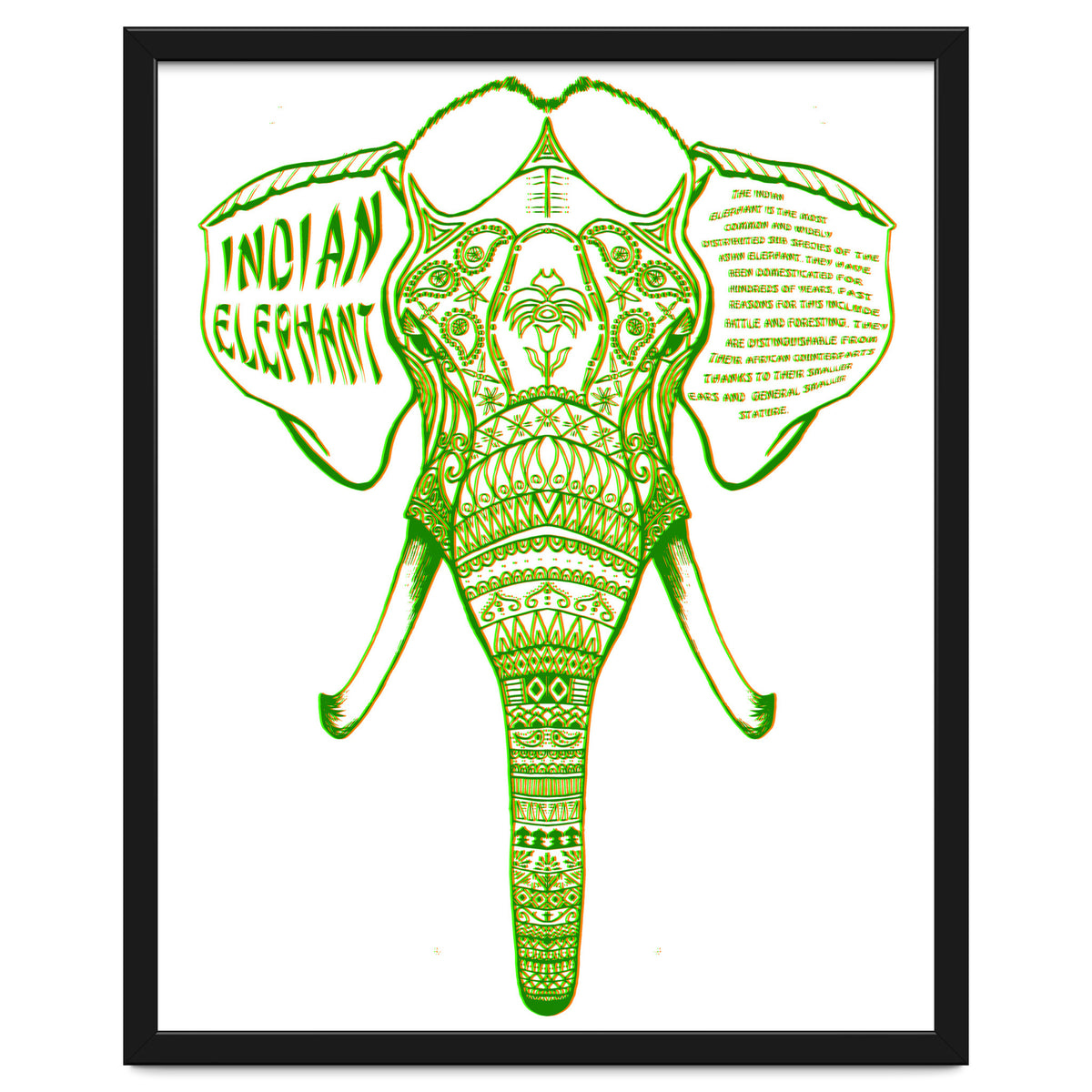 Indian Elephant