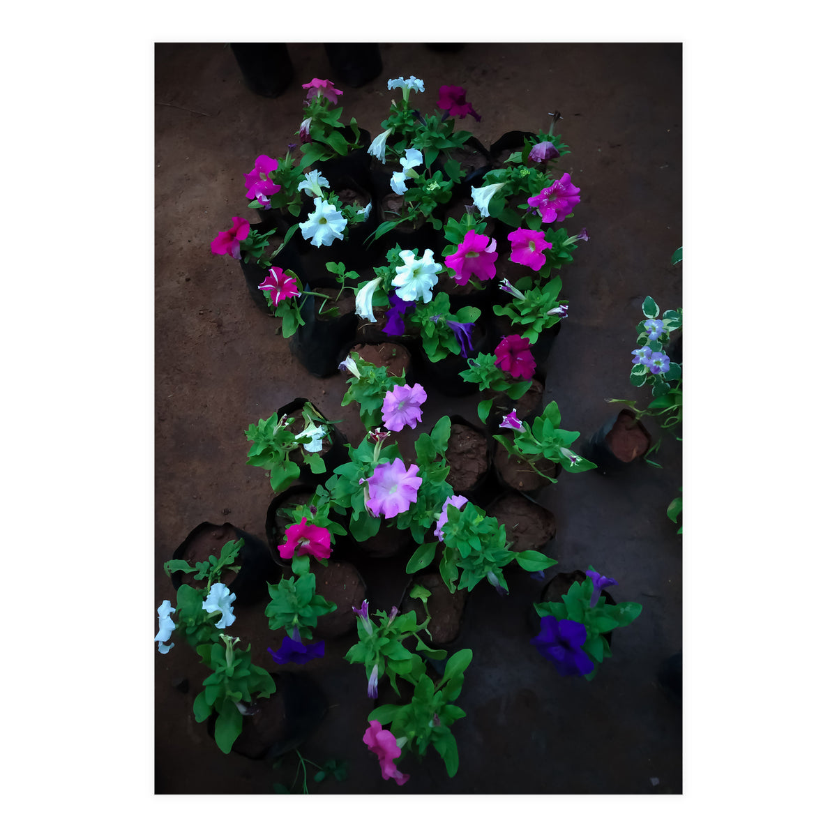 Beautiful Flower Garden (Print Only)