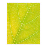 Autumn Leaf (Print Only) thumbnail