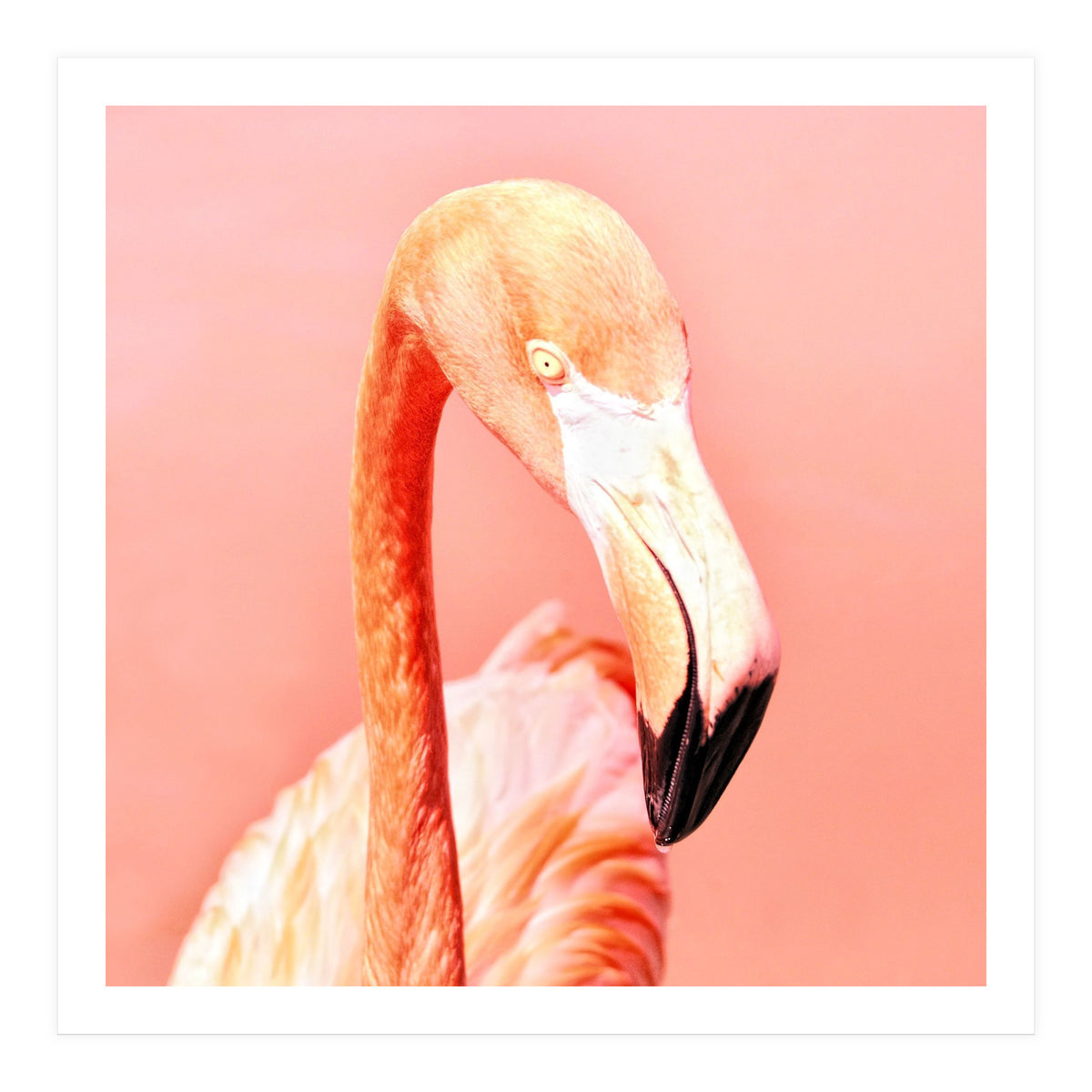 Pink Paradise (Print Only)