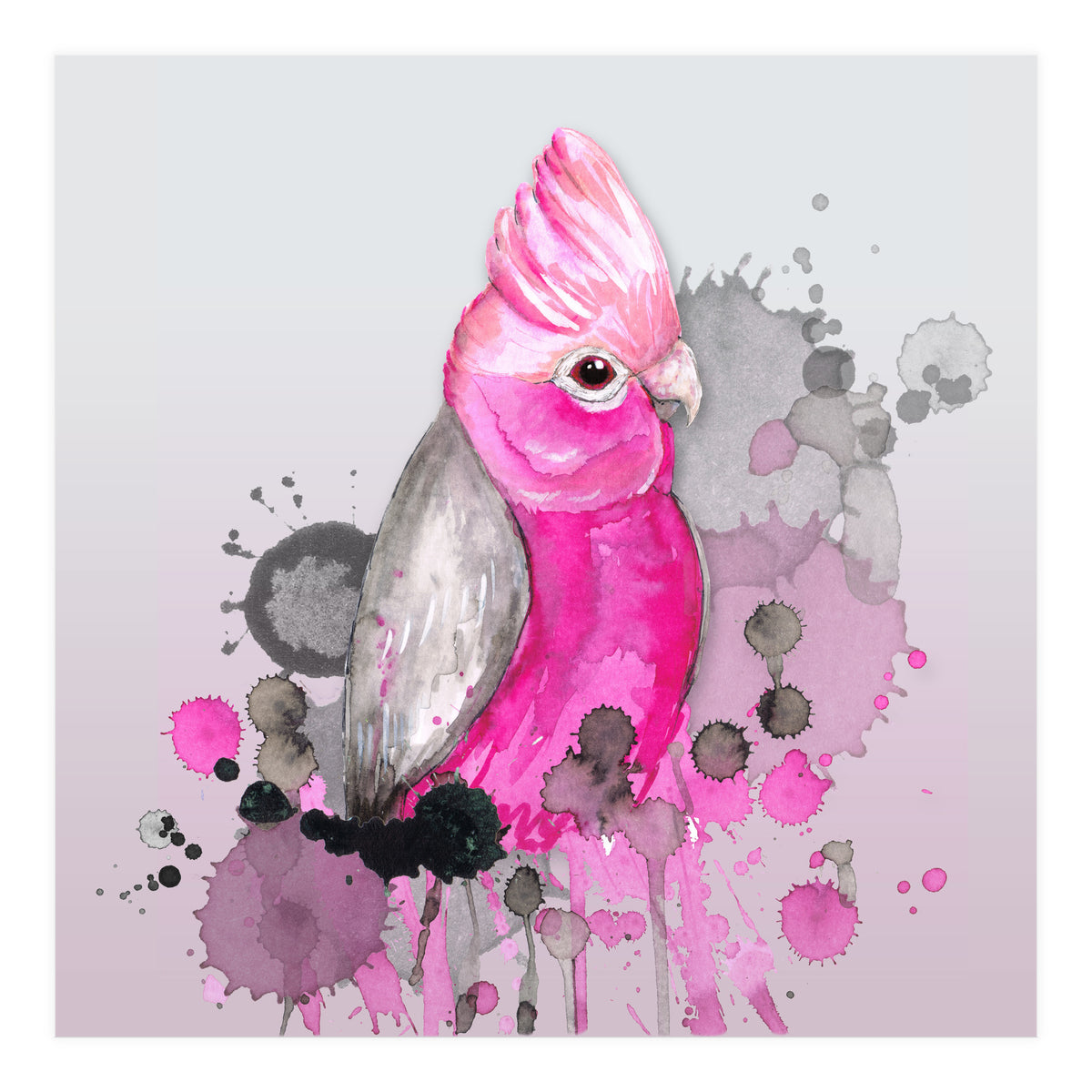 Galah cockatoo (Print Only)