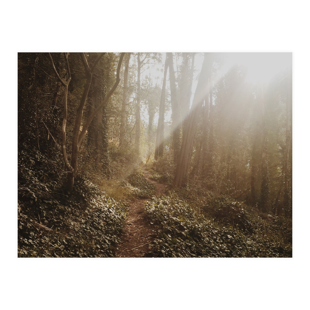 Mt. Davidson II (Print Only)