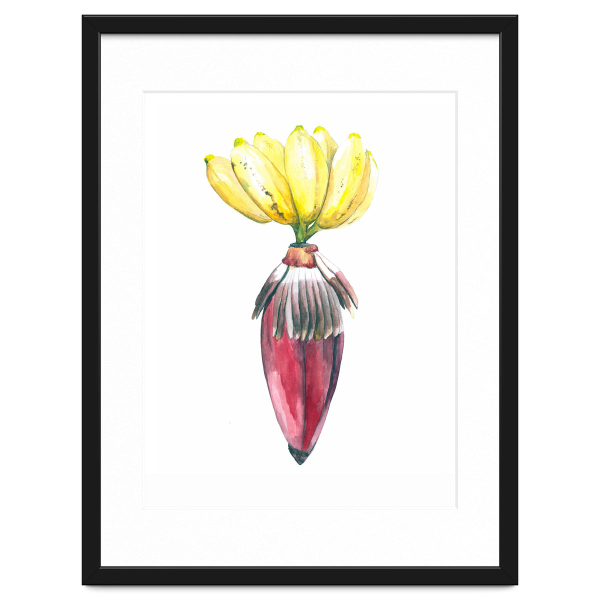 Botanical Illustration Banana