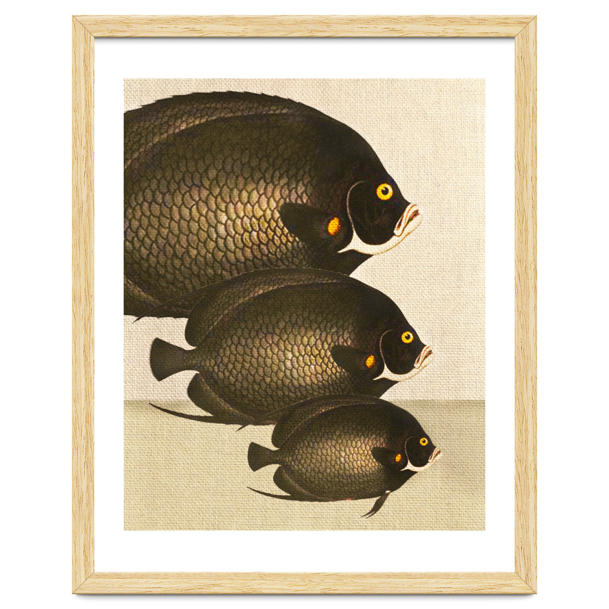 Fish Classic Designs 11