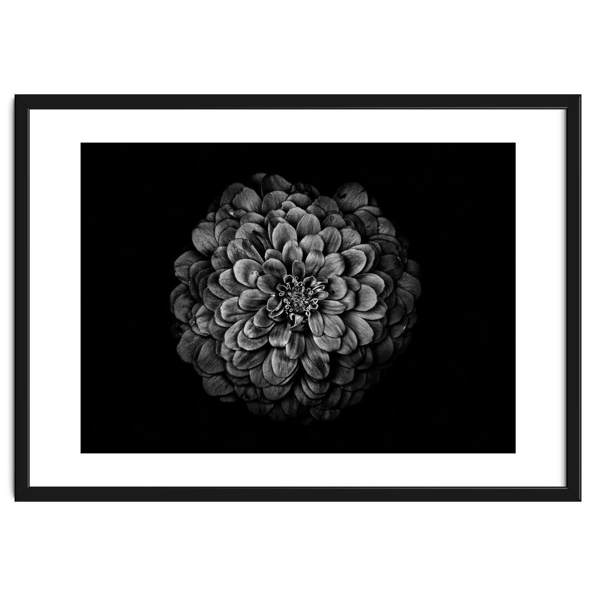 Backyard Flowers In Black And White 54