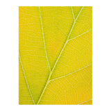 Autumn Leaf (Print Only) thumbnail