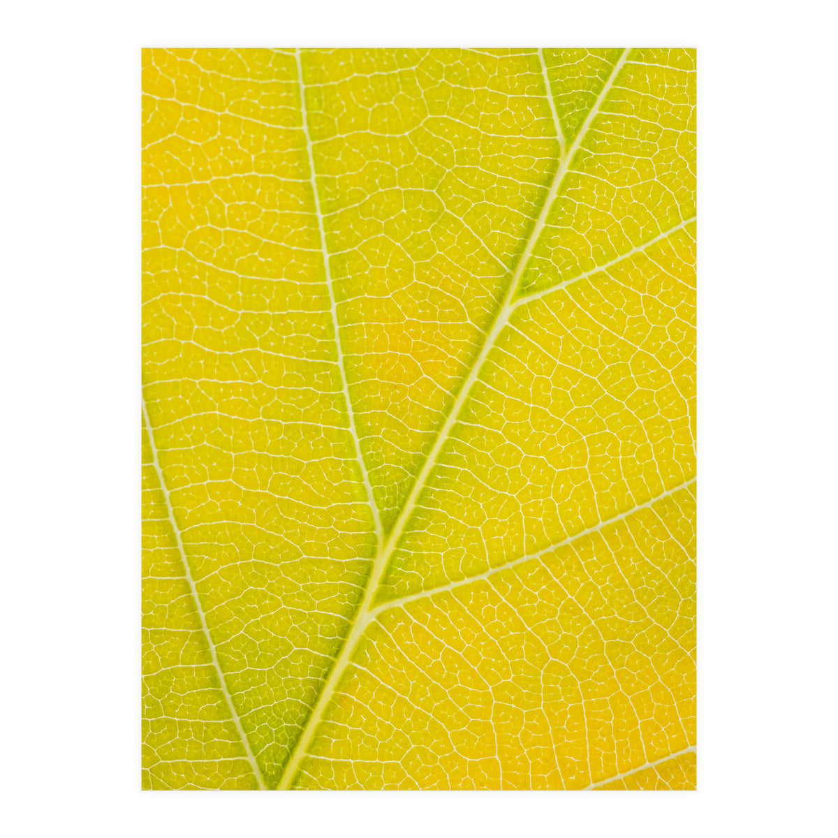 Autumn Leaf (Print Only)