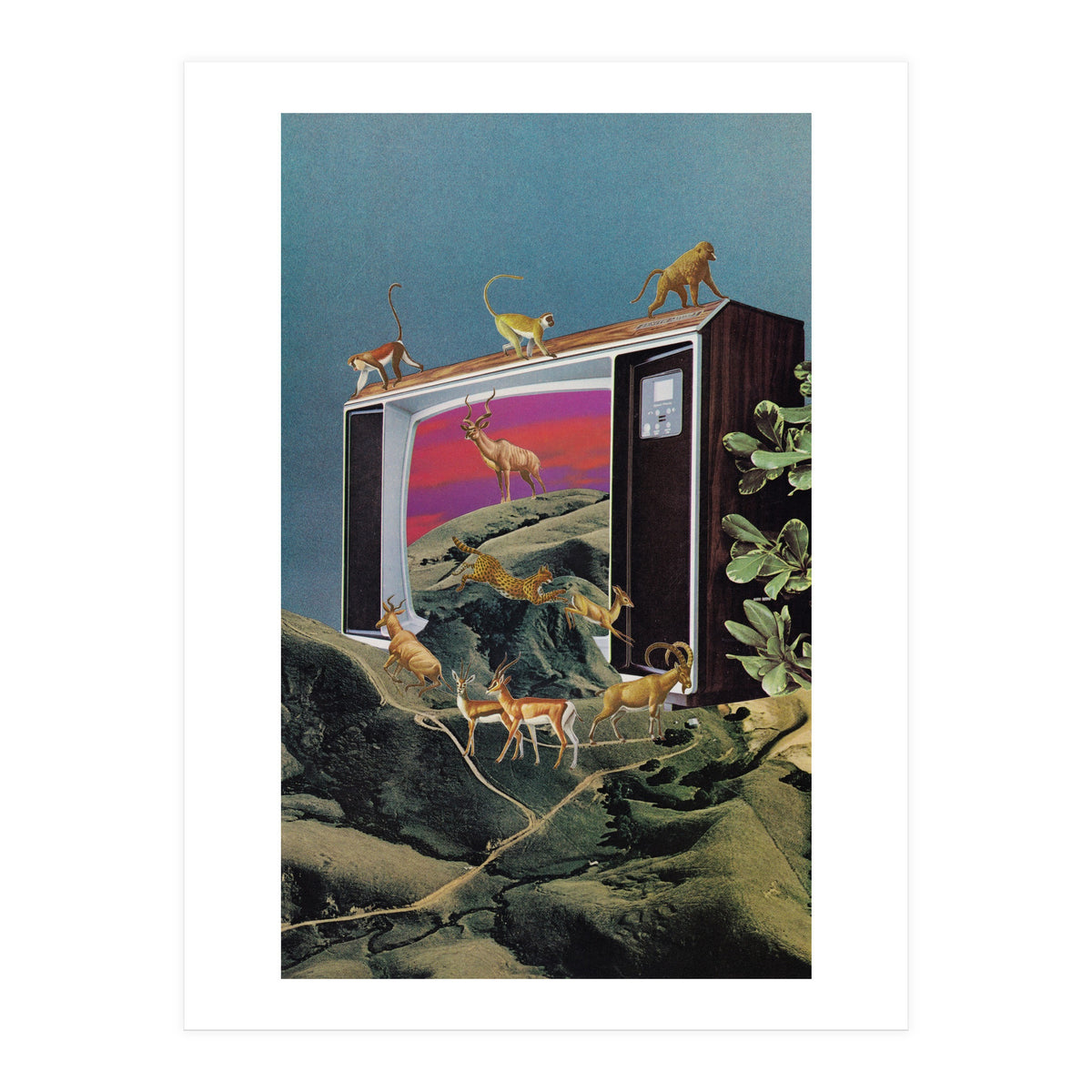 Animal Channel (Print Only)