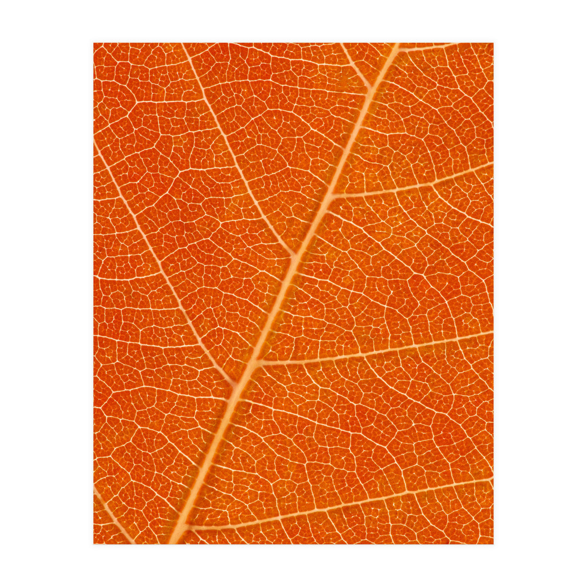Autumn Leaf (Print Only)