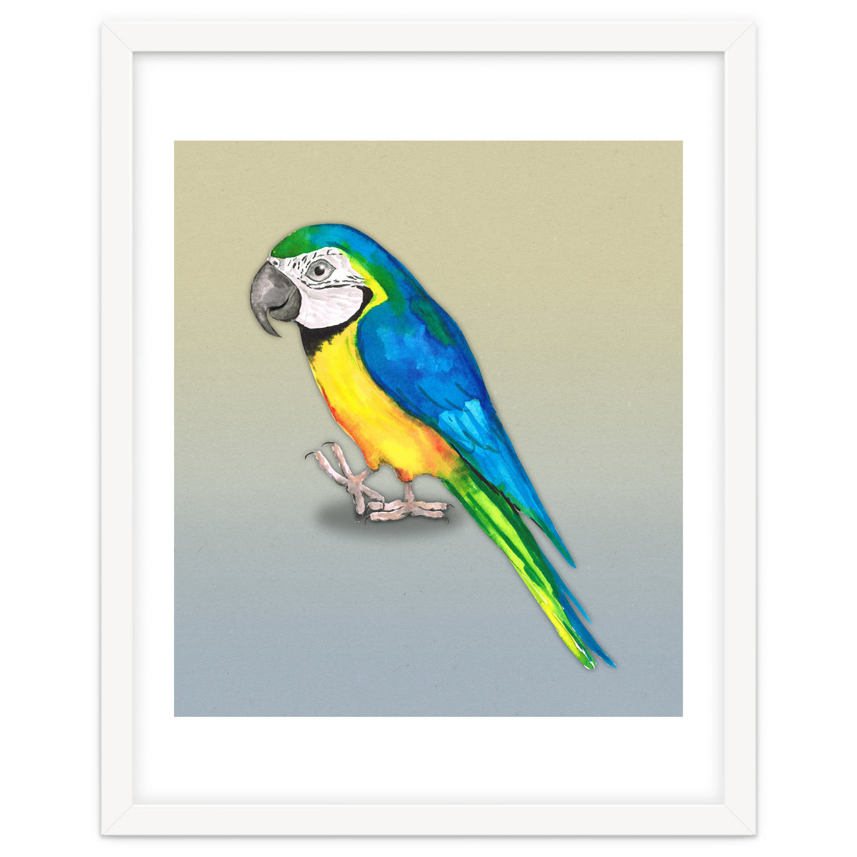 Blue and yellow macaw