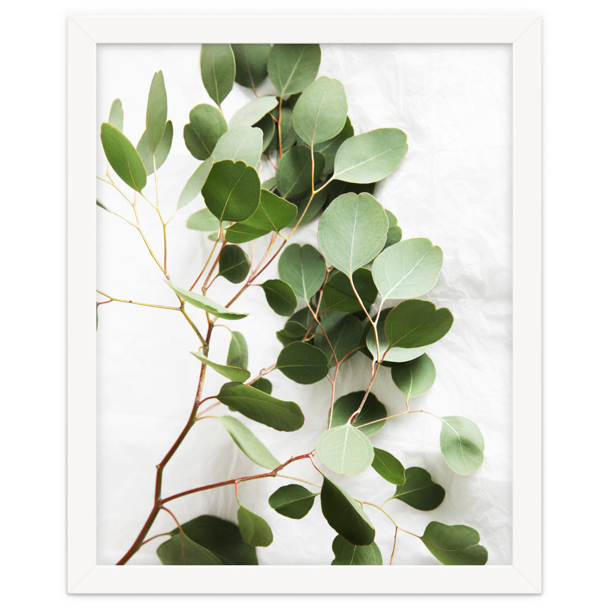 Eucalyptus