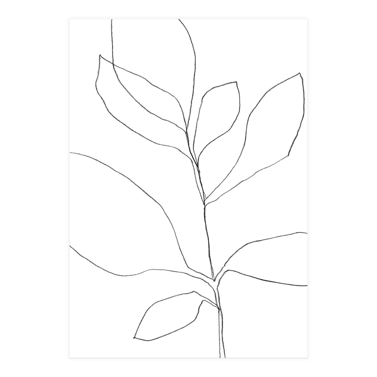 Seven Leaf Plant (Print Only)