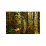 Cascade Trail (Print Only) thumbnail