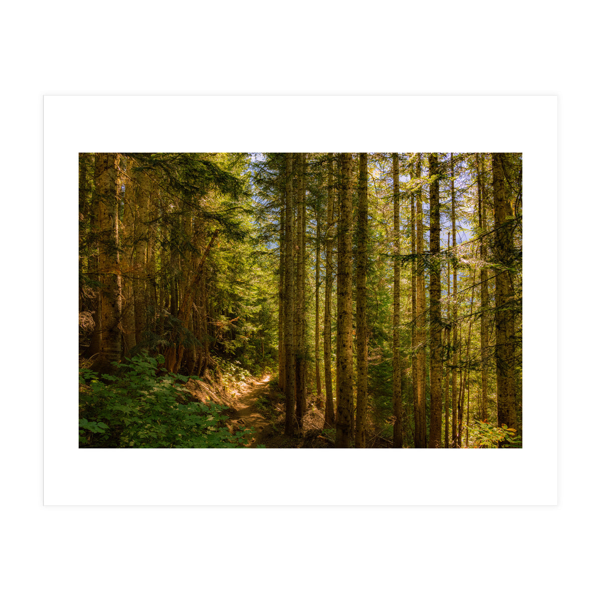 Cascade Trail (Print Only)