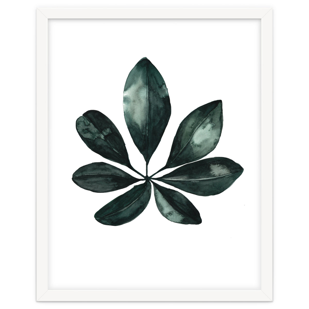 Botanical Illustration Arboricola Schefflera