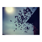 Free Birds (Print Only) thumbnail