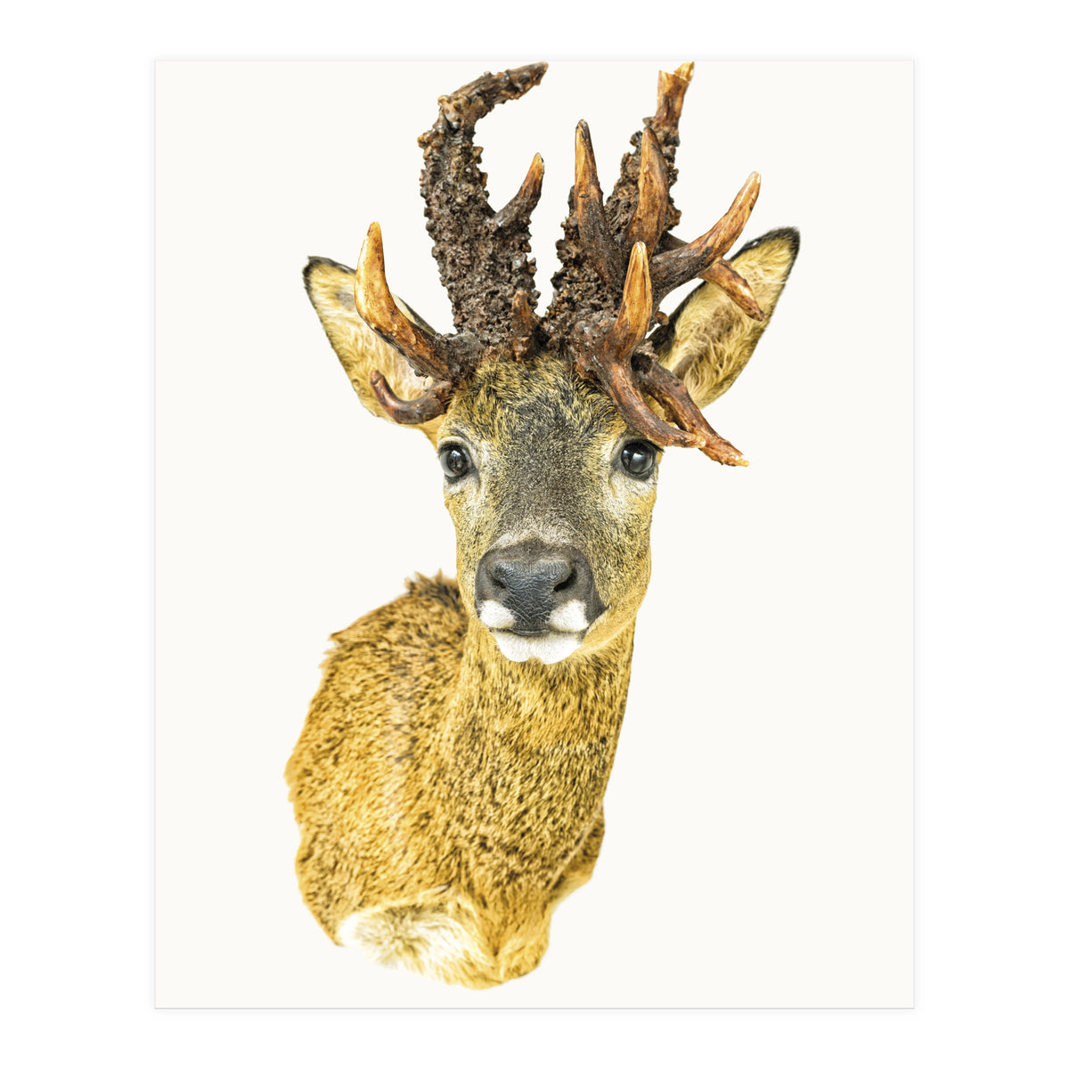 Cc Animal 01 (Print Only)