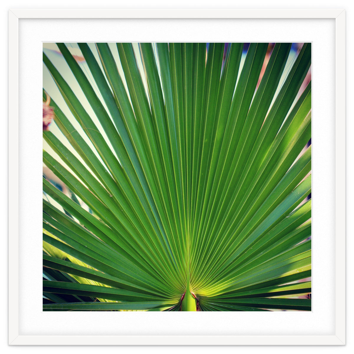 palm leaf