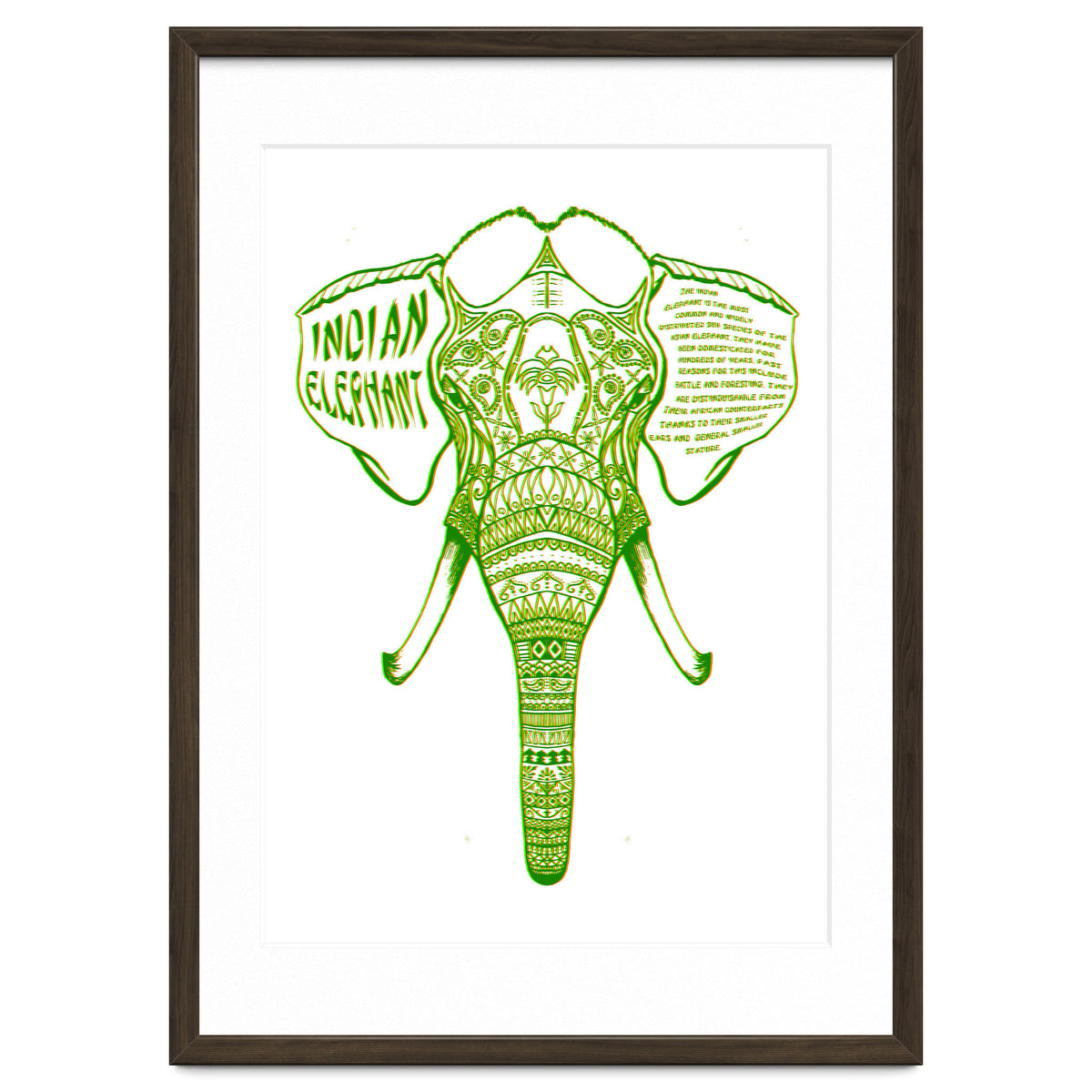 Indian Elephant
