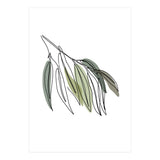 Willow (Print Only) thumbnail