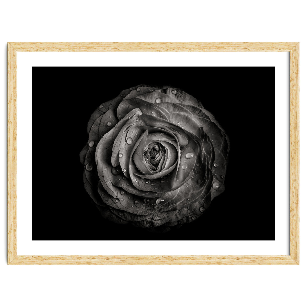 Backyard Flowers In Black And White 72