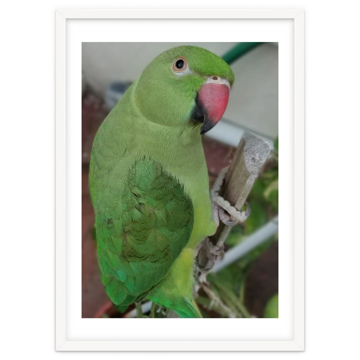 Lucky Indian Parakeet
