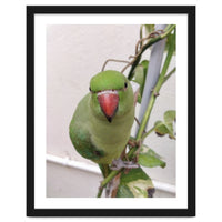 Attractive Indian Parrot