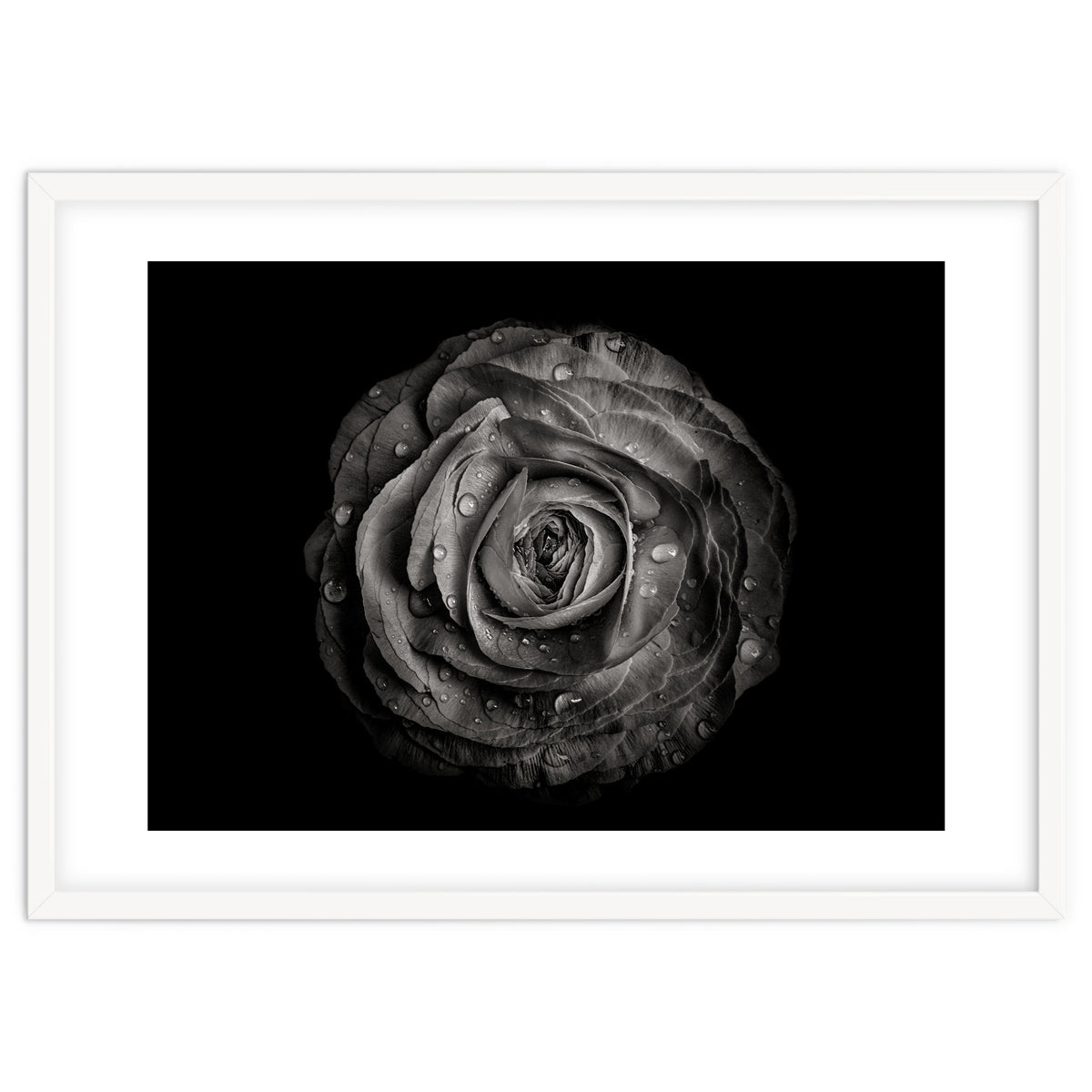 Backyard Flowers In Black And White 72