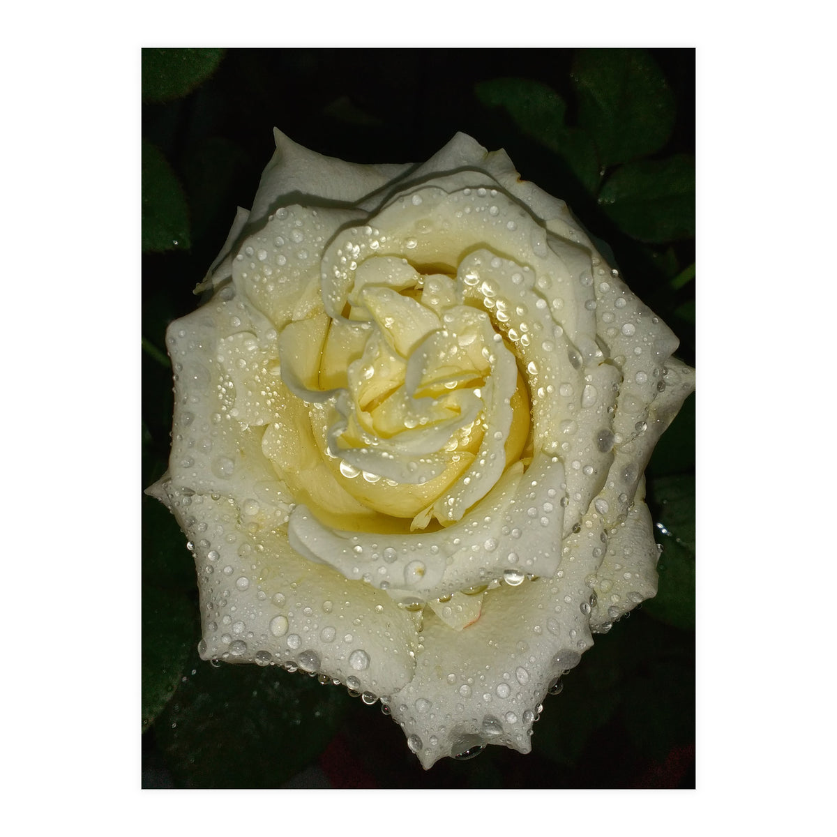 Floribunda Rose (Print Only)