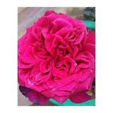 Beautiful Fragrant Rose (Print Only) thumbnail