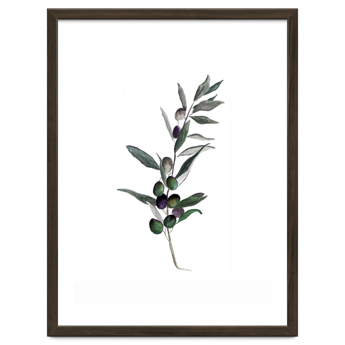 Botanical Illustration Olive
