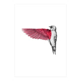 uccello rosso (Print Only) thumbnail