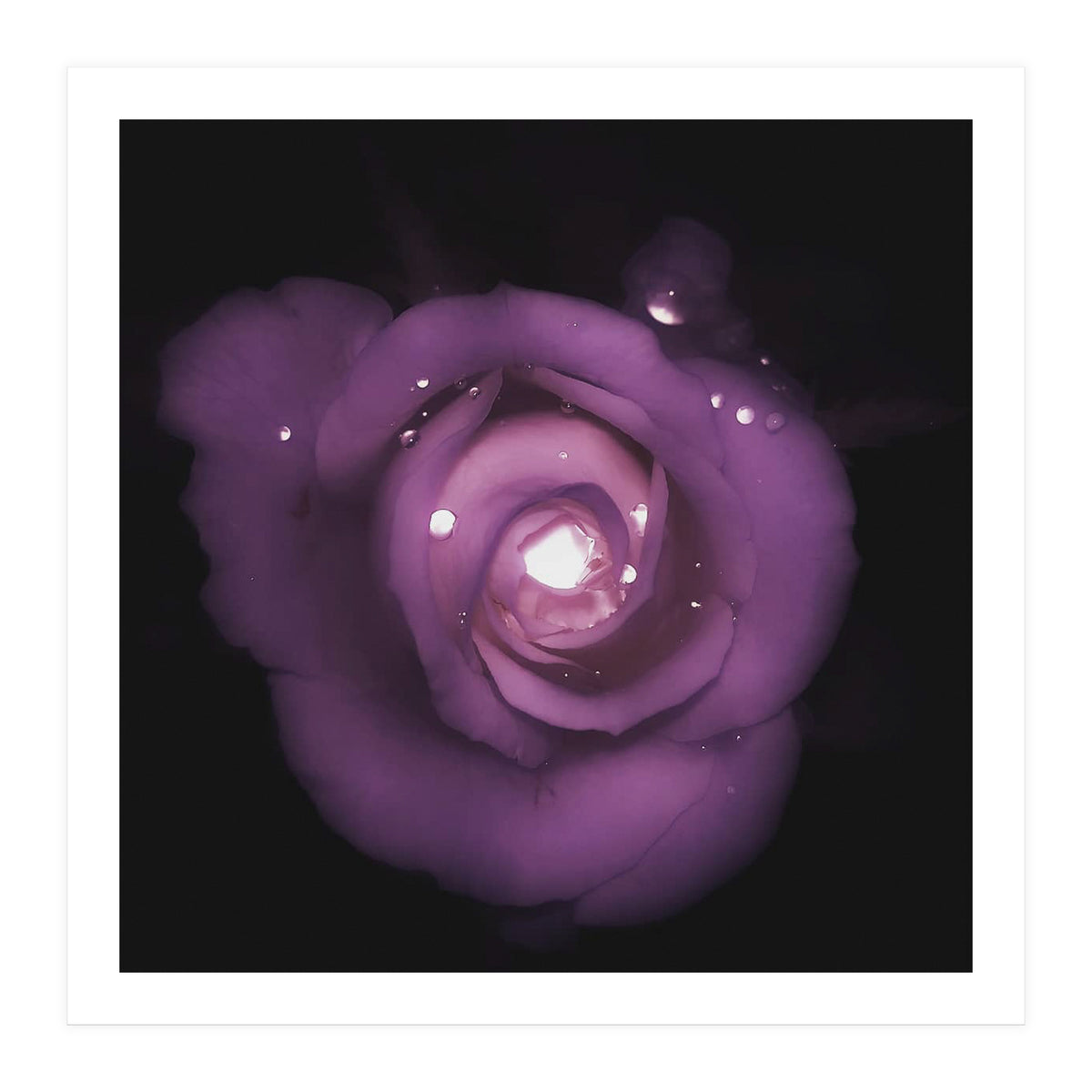 Glittering Rose (Print Only)