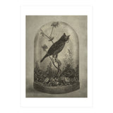 The Curiosity (Print Only) thumbnail