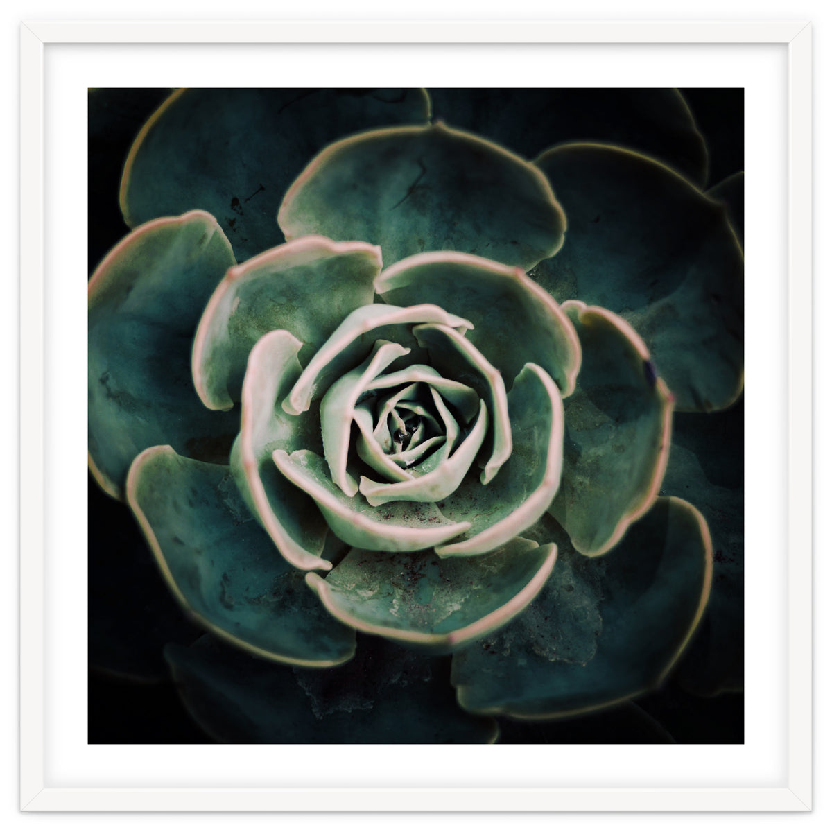 DARKSIDE OF SUCCULENTS IV-A