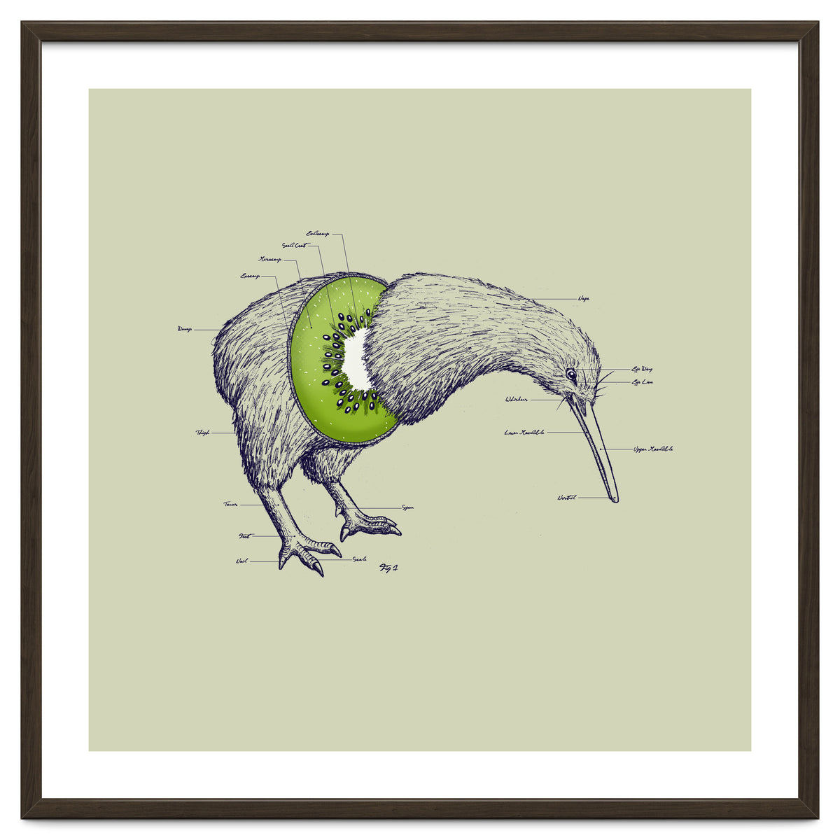 Kiwi Anatomy