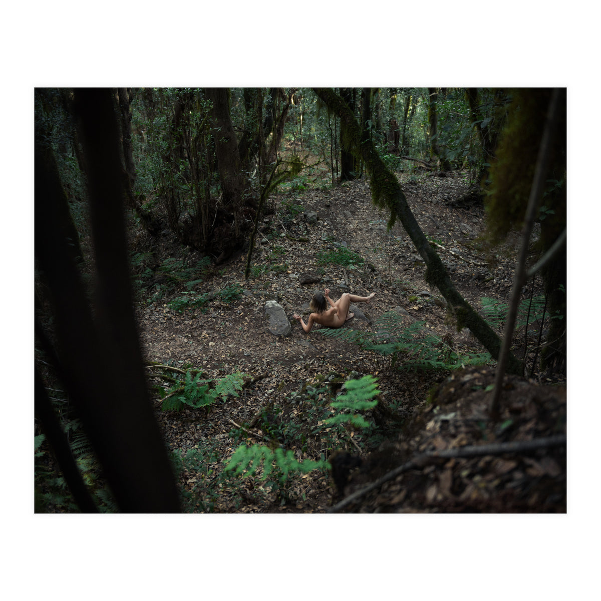 Into the Wild (Print Only)