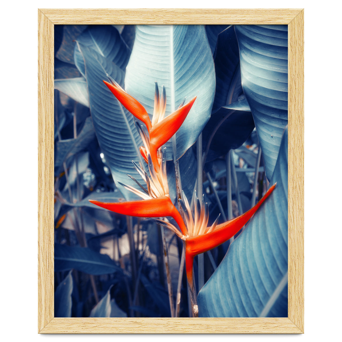 Parakeet Tropical Flower